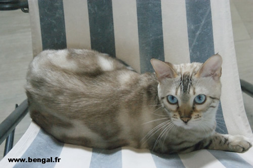 chatte bengal adulte 